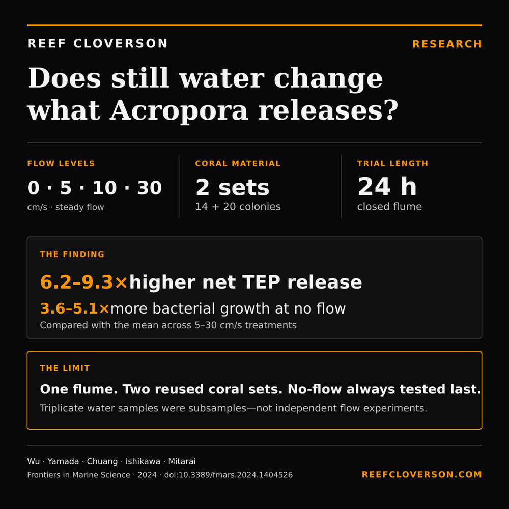 Research summary: 2 Acropora sets were tested at 0, 5, 10 and 30 cm/s for 24 hours. No flow produced much higher TEP release and bacterial growth; one flume and two reused coral sets limit inference.