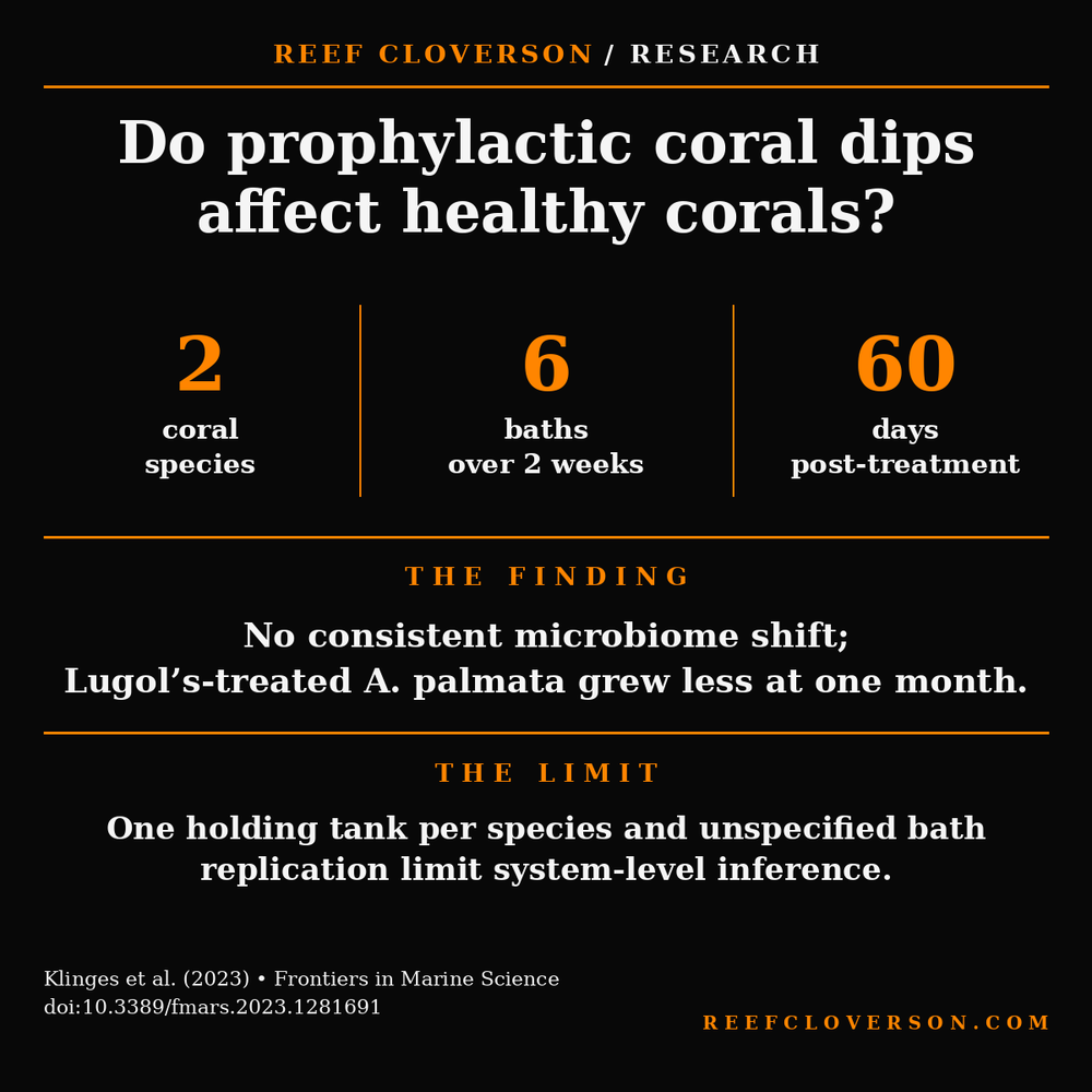 Research summary: two coral species received six prophylactic baths and were followed for 60 days. No consistent microbiome shift appeared, but Lugol’s-treated Acropora palmata grew less; one holding tank per species limits inference.