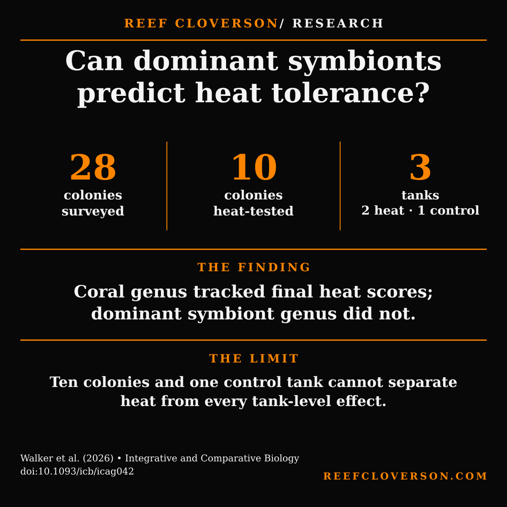 Research summary graphic: 28 soft-coral colonies were surveyed and 10 were heat-tested in three tanks. Coral genus, not dominant symbiont genus, tracked final heat scores; one control tank limits inference.