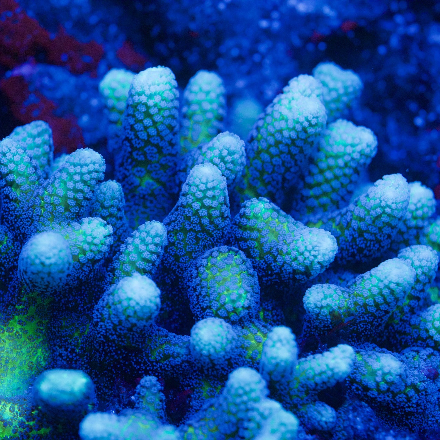 Blue Zing Birdsnest