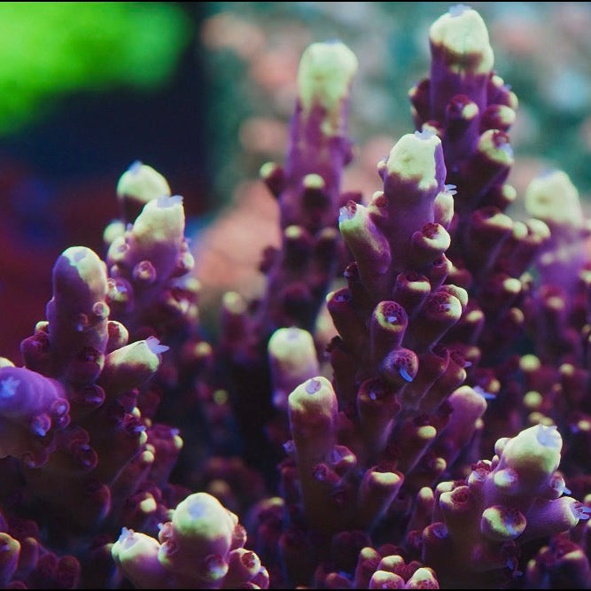 Close up of purple acropora