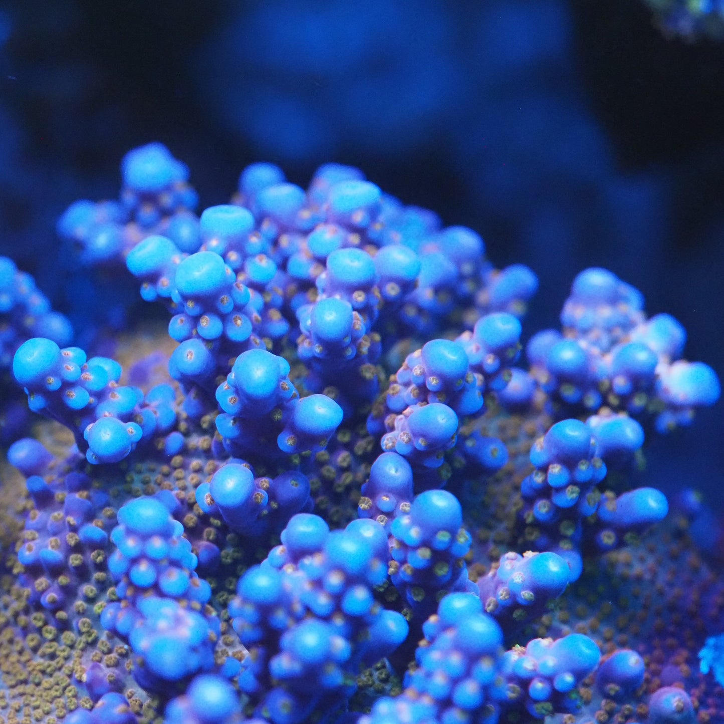 Close-up of vibrant blue coral acropora