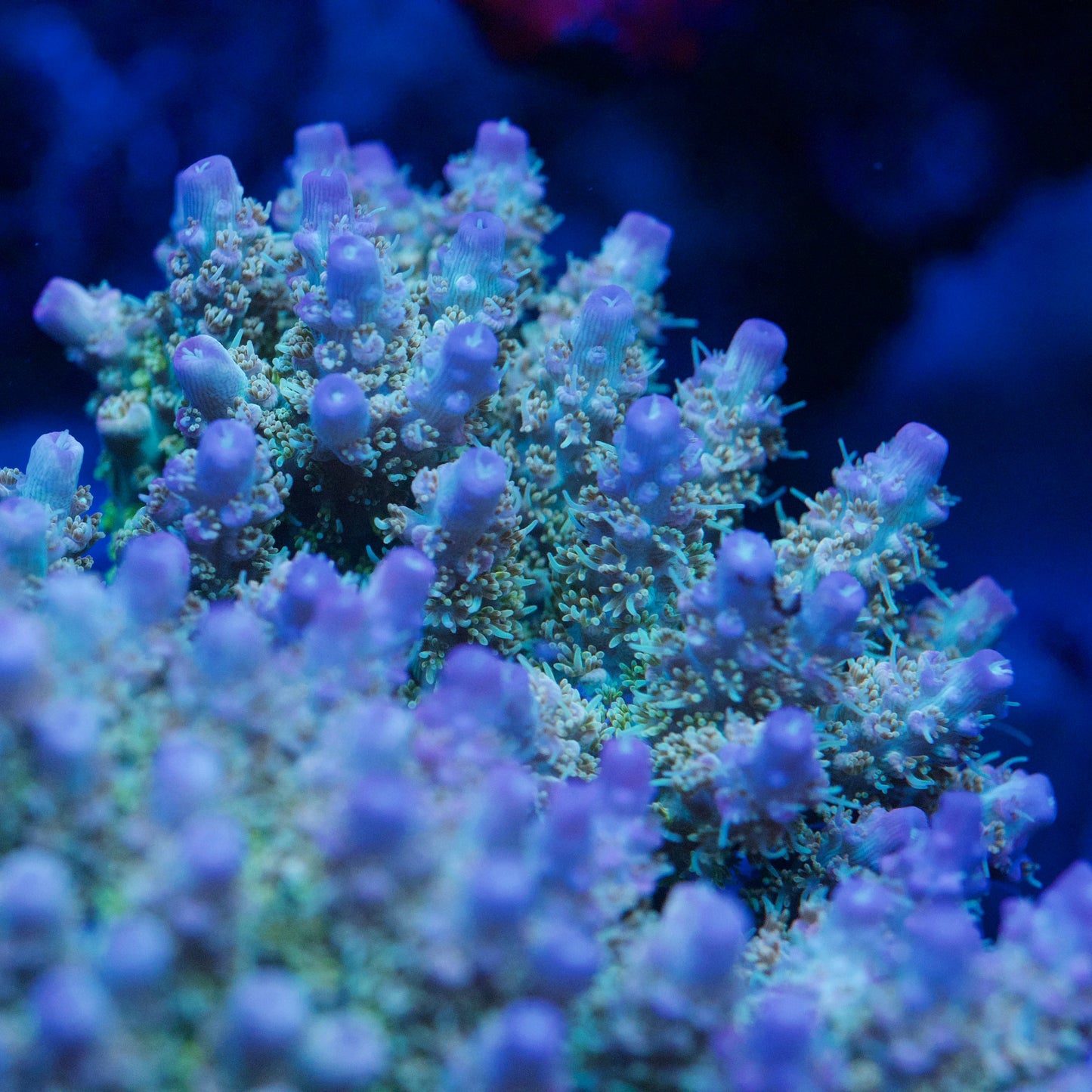Close-up of a coral named Side Chick