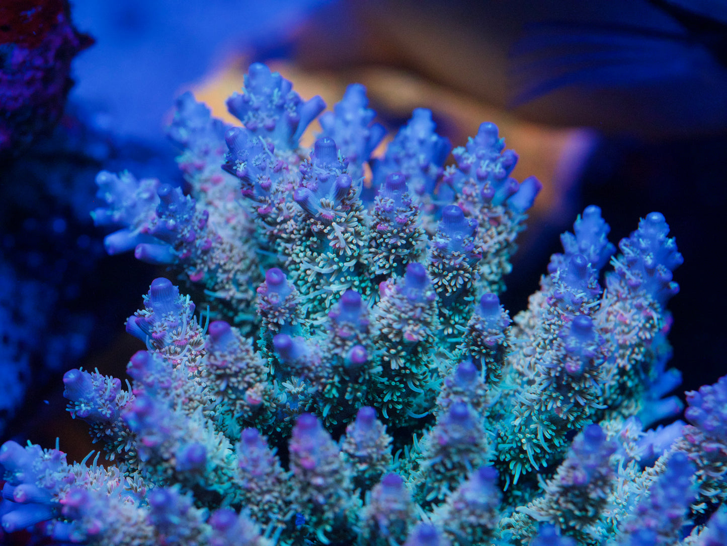 Close-up of colorful coral with a blurred background
