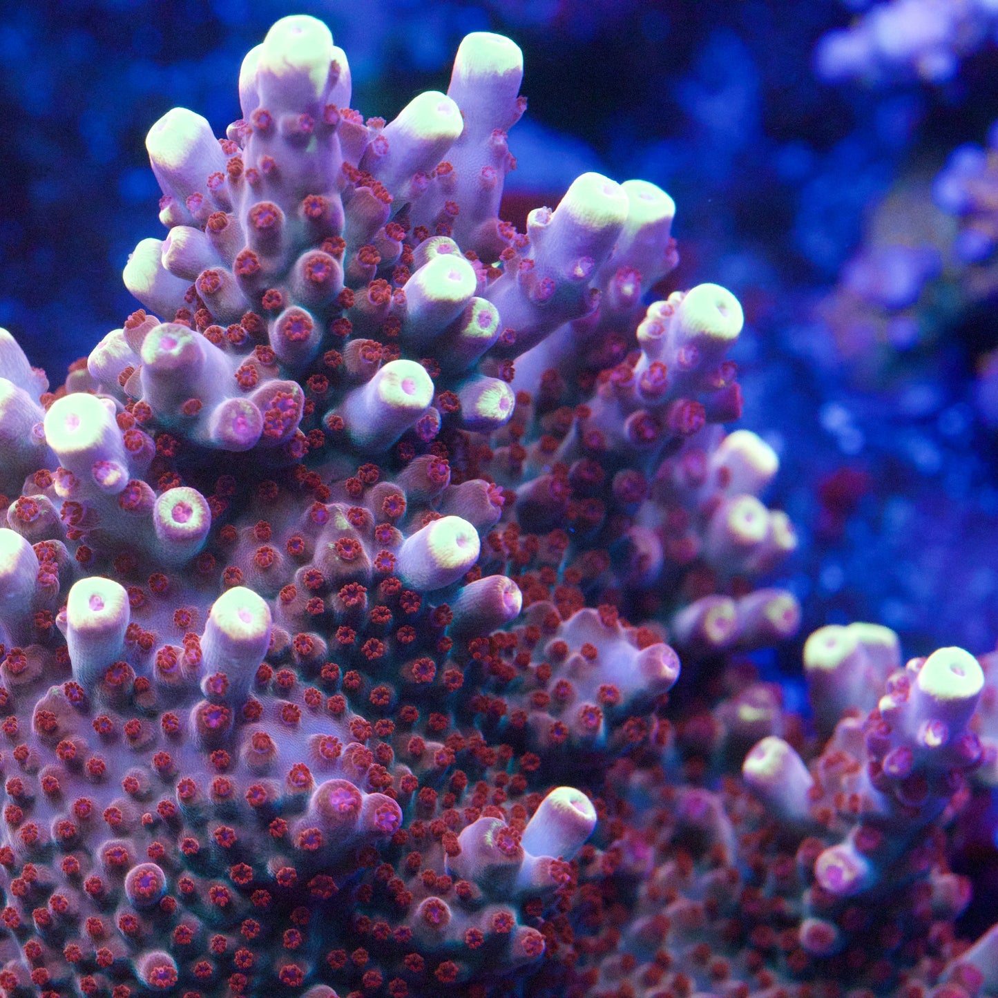 Close-up of a coral polyps in a Reef Aquarium