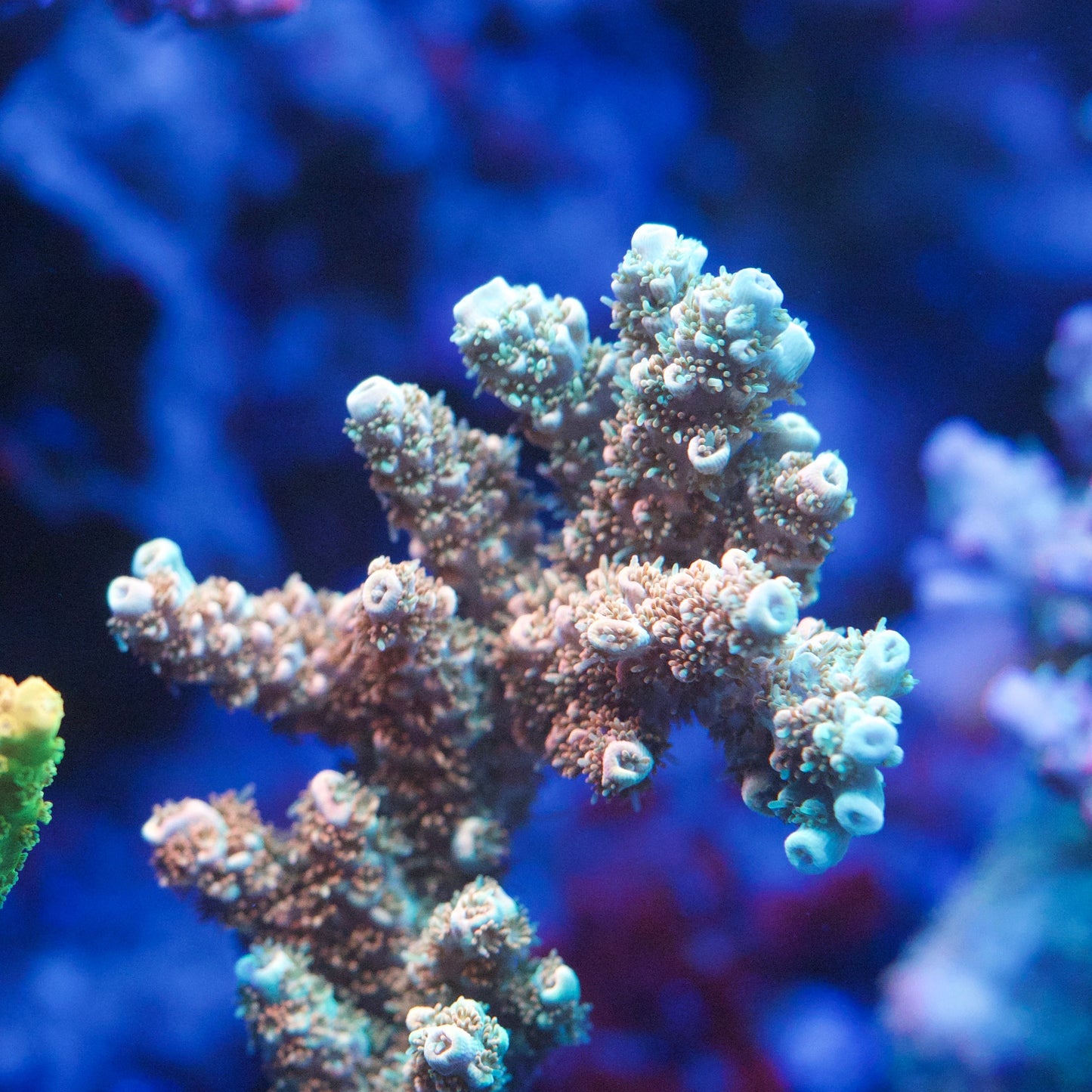 Rainbow Acropora Coral
