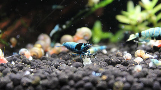 Care Guide: Cardinia Shrimp