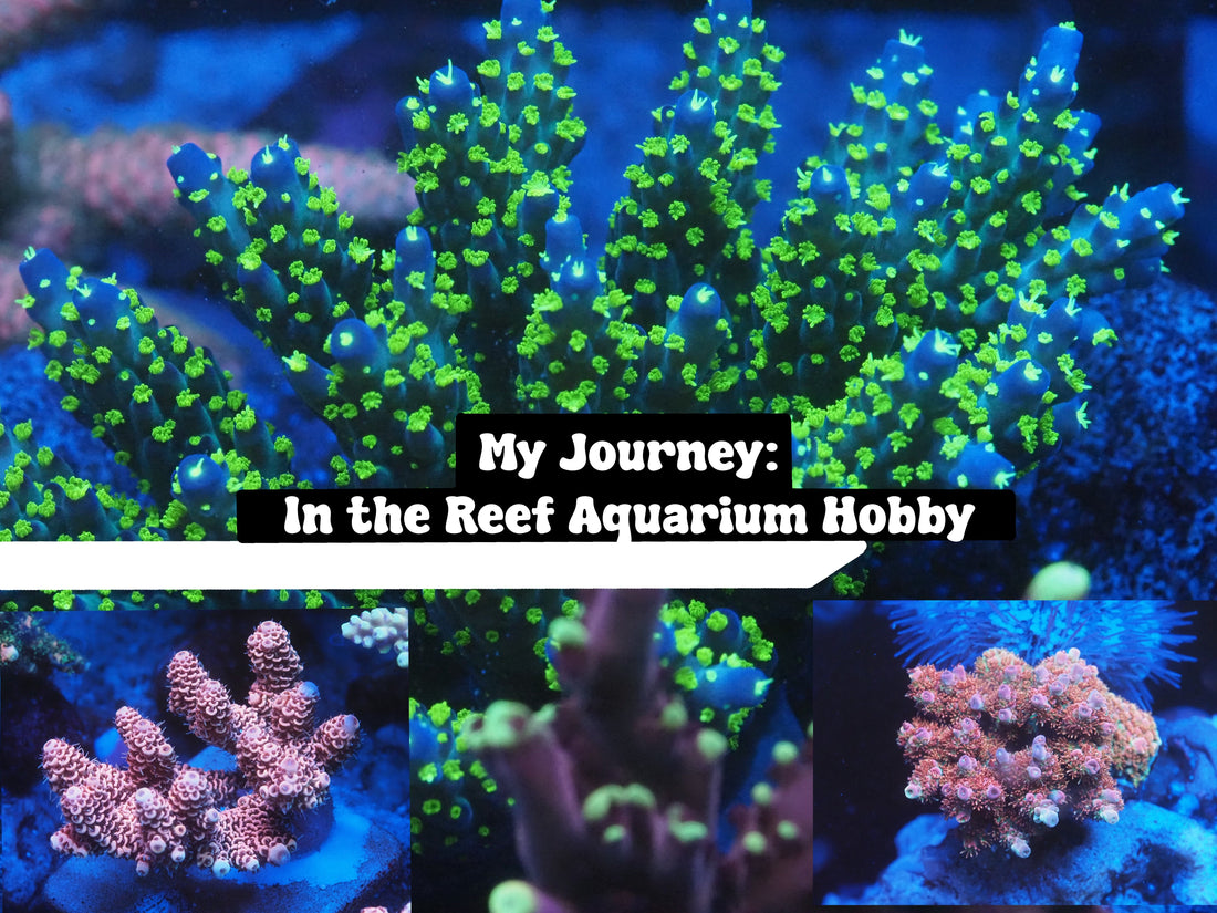 My Journey in the Reef Aquarium Hobby