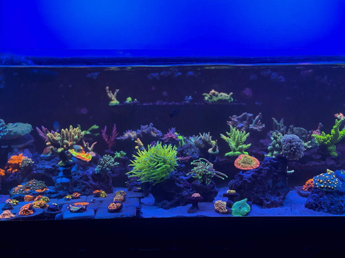 Reef Aquarium