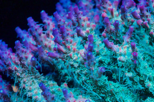 Keeping Reefs Resilient: Reef Aquarium Nutrient Management