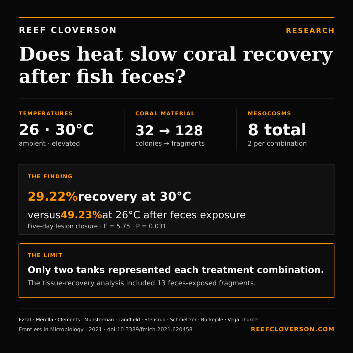 Research summary: 32 Porites colonies produced 128 fragments in eight mesocosms. After fish-feces exposure, tissue recovery was 29.22% at 30°C versus 49.23% at 26°C; only two tanks represented each treatment combination.
