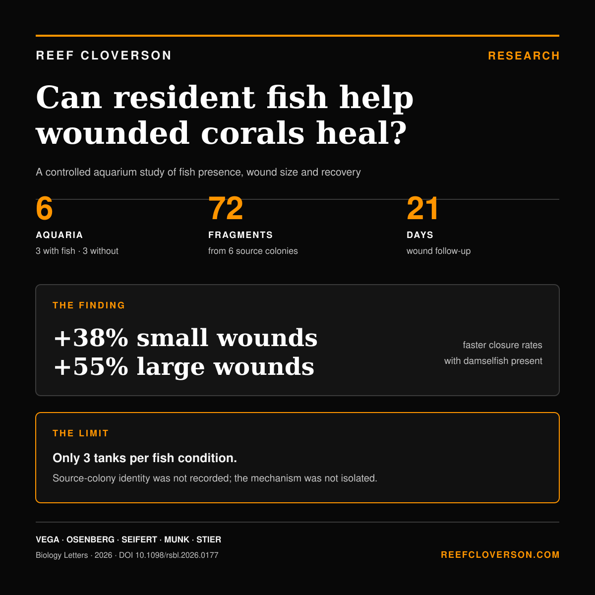 Research summary: six aquaria tested resident damselfish effects on 72 Pocillopora fragments over 21 days. Wound closure was 38% faster for small wounds and 55% faster for large wounds; only three tanks represented each fish condition.