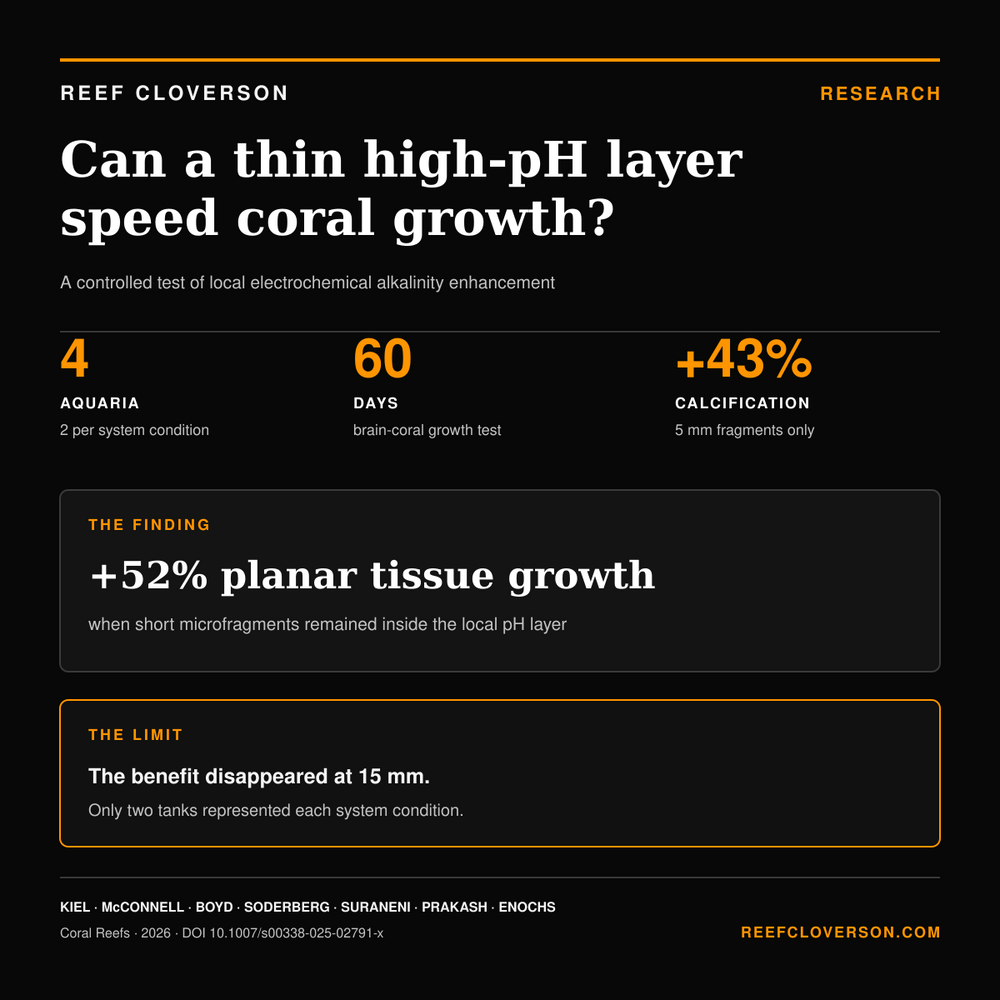 Reef Cloverson research summary: a 2026 four-aquarium study found 43% higher calcification and 52% higher planar tissue growth only in 5 mm brain-coral microfragments within a local high-pH layer; two tanks represented each system condition.