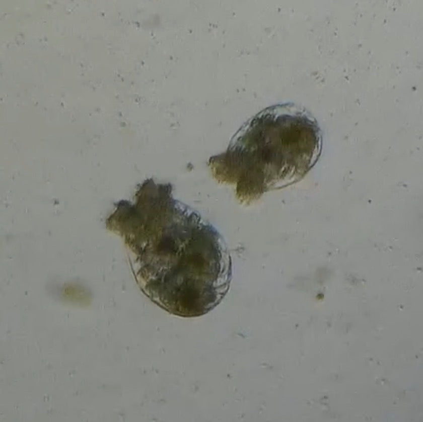 Two Rotifers actively feeding 
