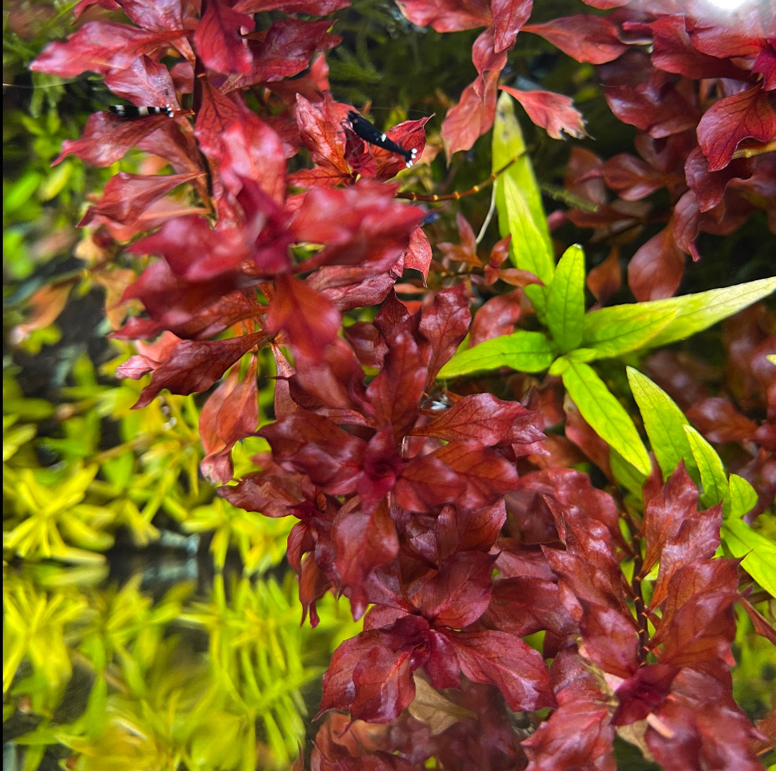 Super Red Ludwigia