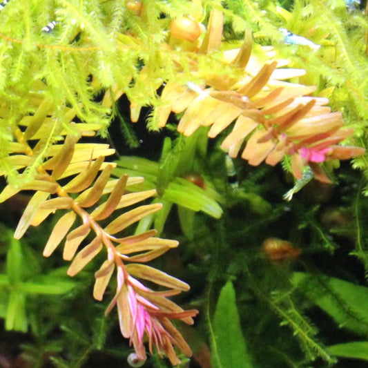 Red Rotala Indica - Easy Aquarium Plant