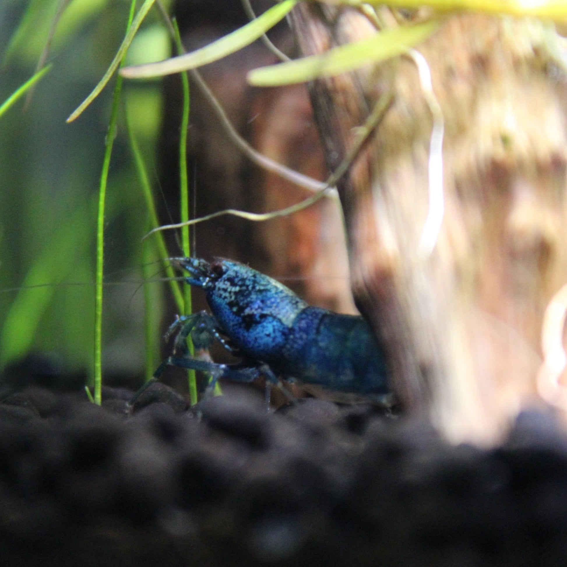 Extreme Blue Bolt Cardinia Shrimp