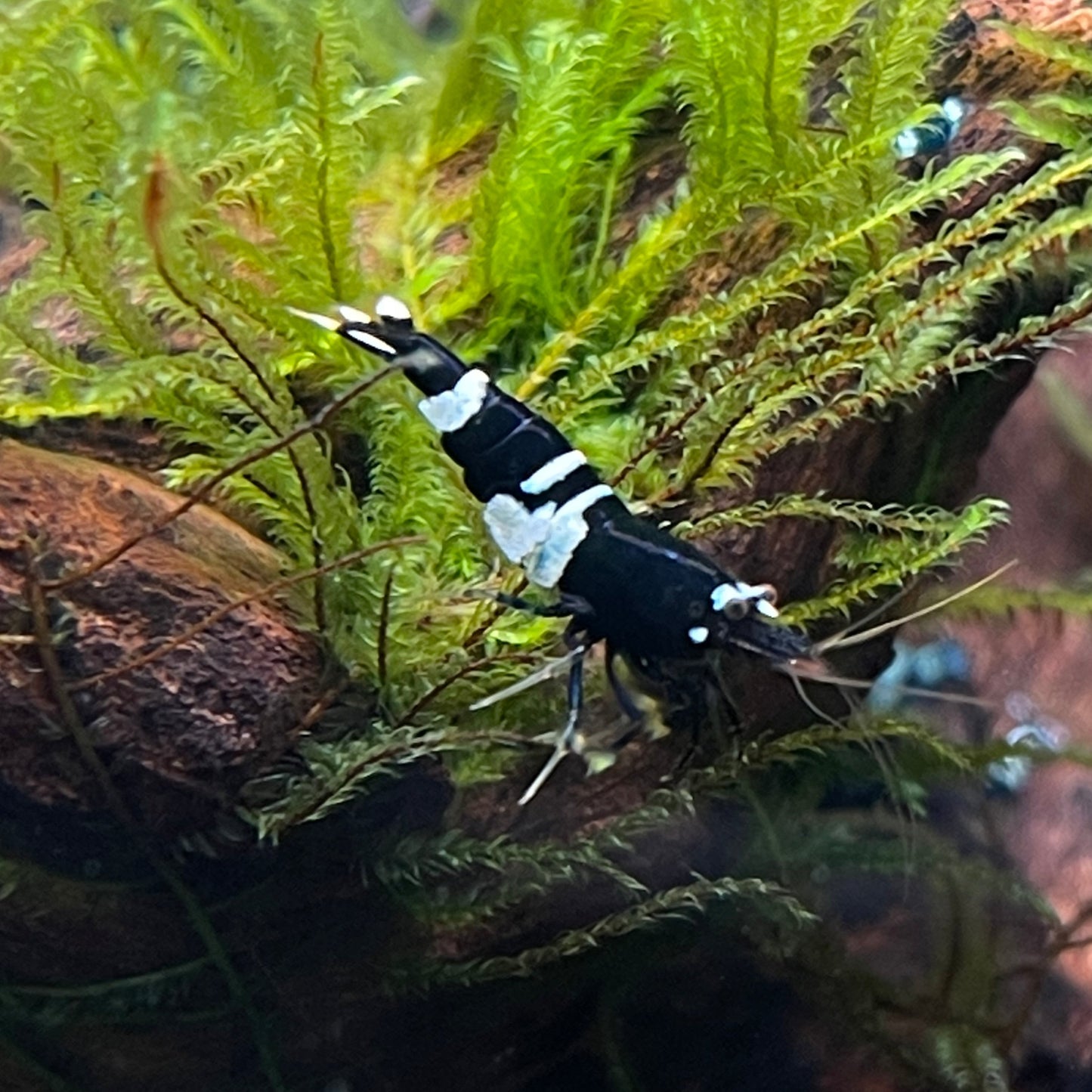 Shadow Panda Cardinia Shrimp