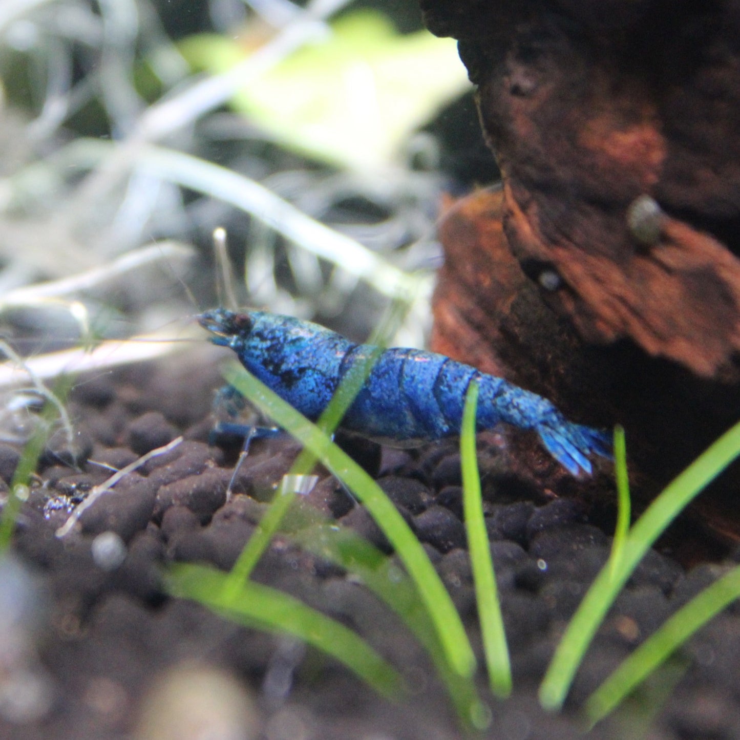 Extreme Blue Bolt Cardinia Shrimp