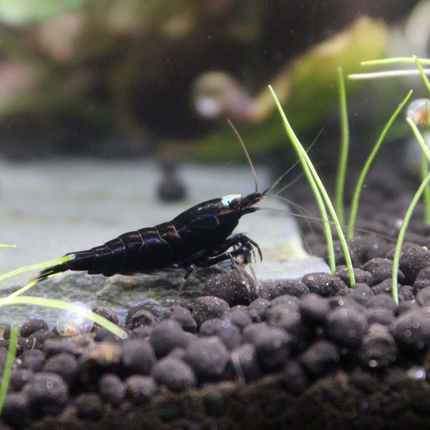 Black King Kong Cardinia Shrimp