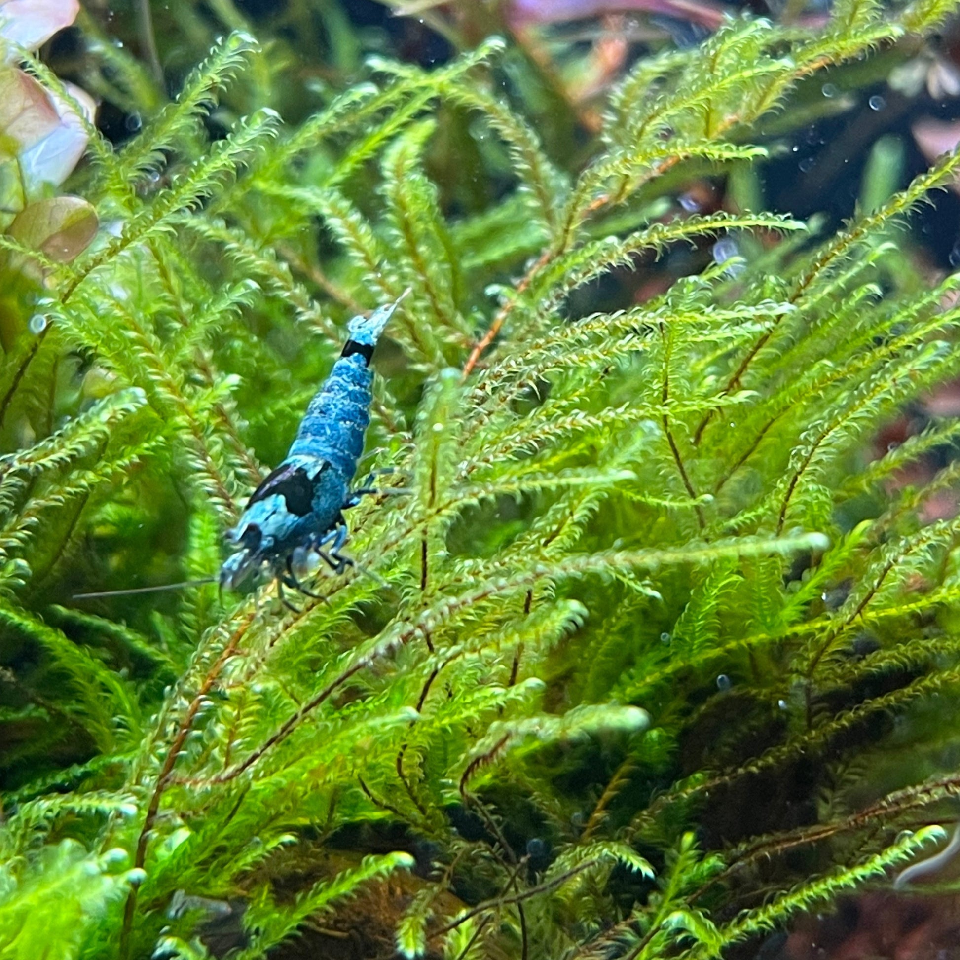 vesicularia montagnei and Cardinia shrimp