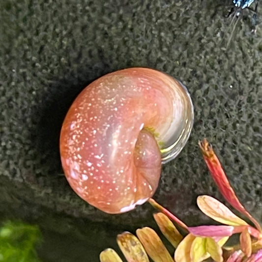 Gold Ramshorn Snail