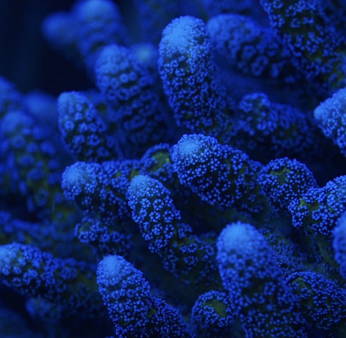 Blue Zing Birdsnest