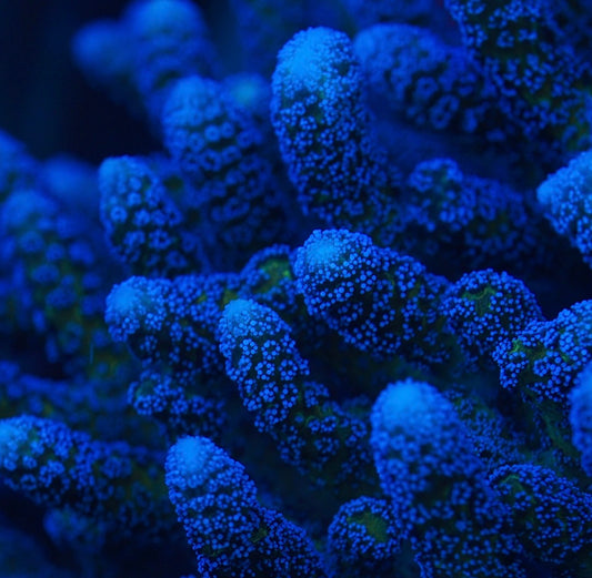 Blue Zing Birdsnest