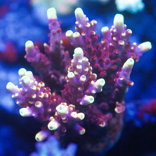 Fox Flame Acropora