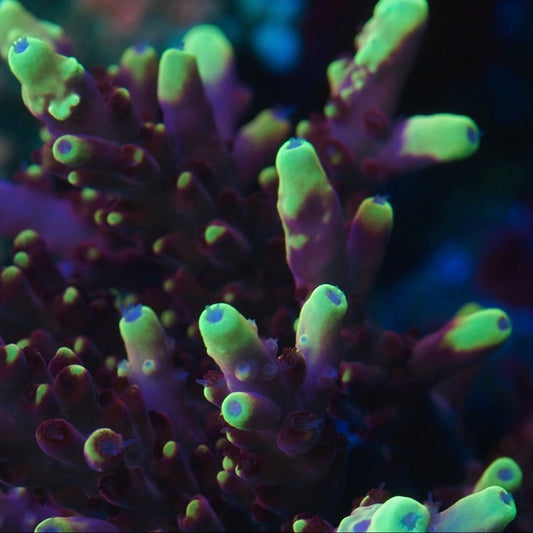 Close-up of vibrant coral with yellow and purple hues.