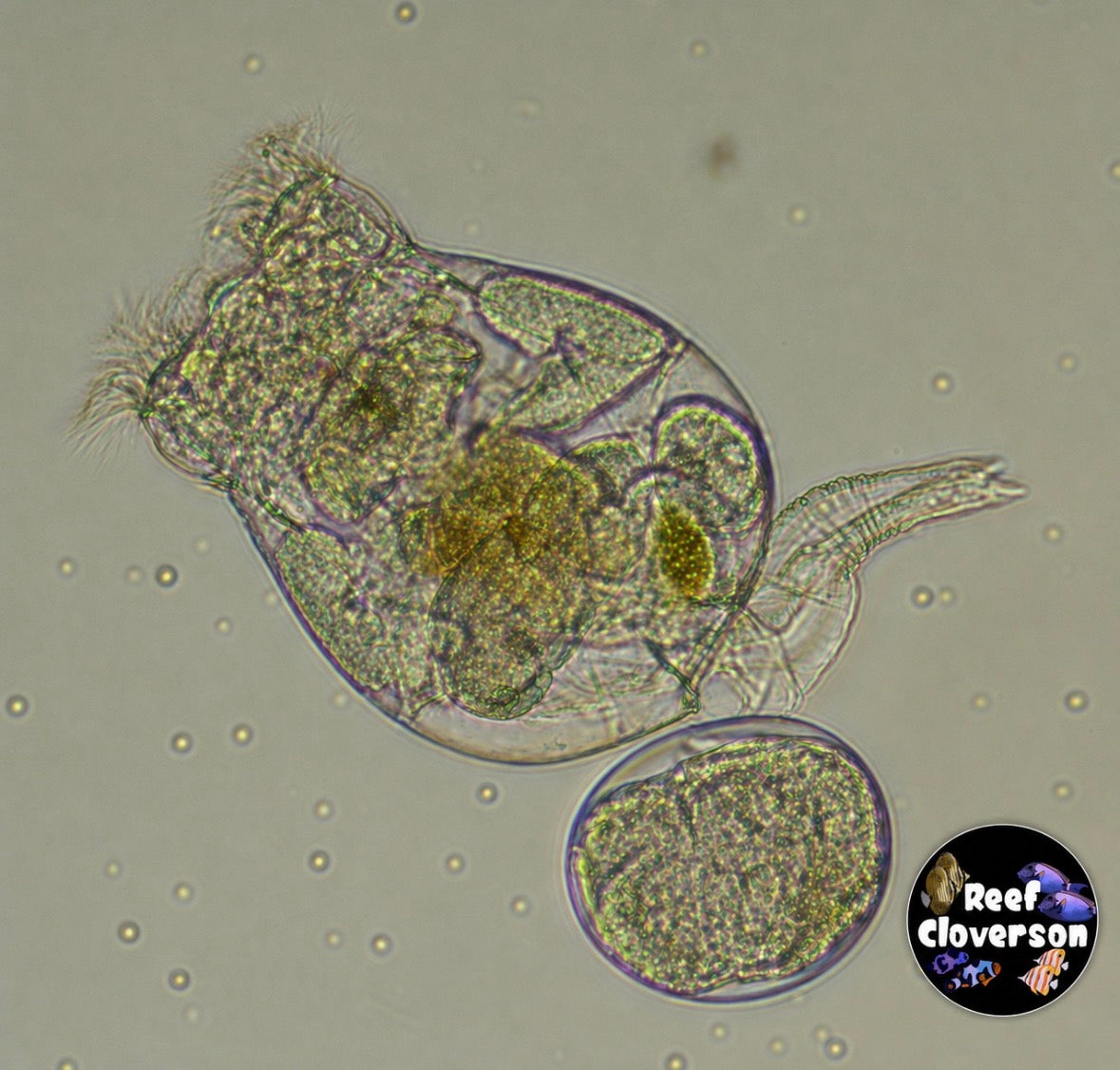 Microscopic view of live marine rotifer