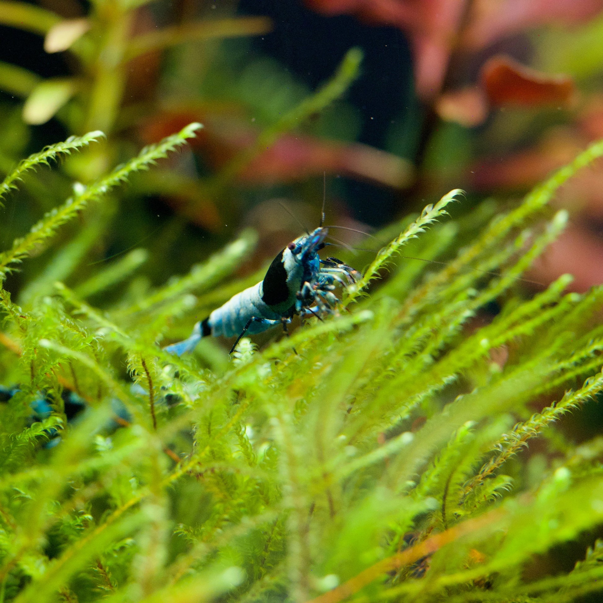 Shadow Cardinia Shrimp