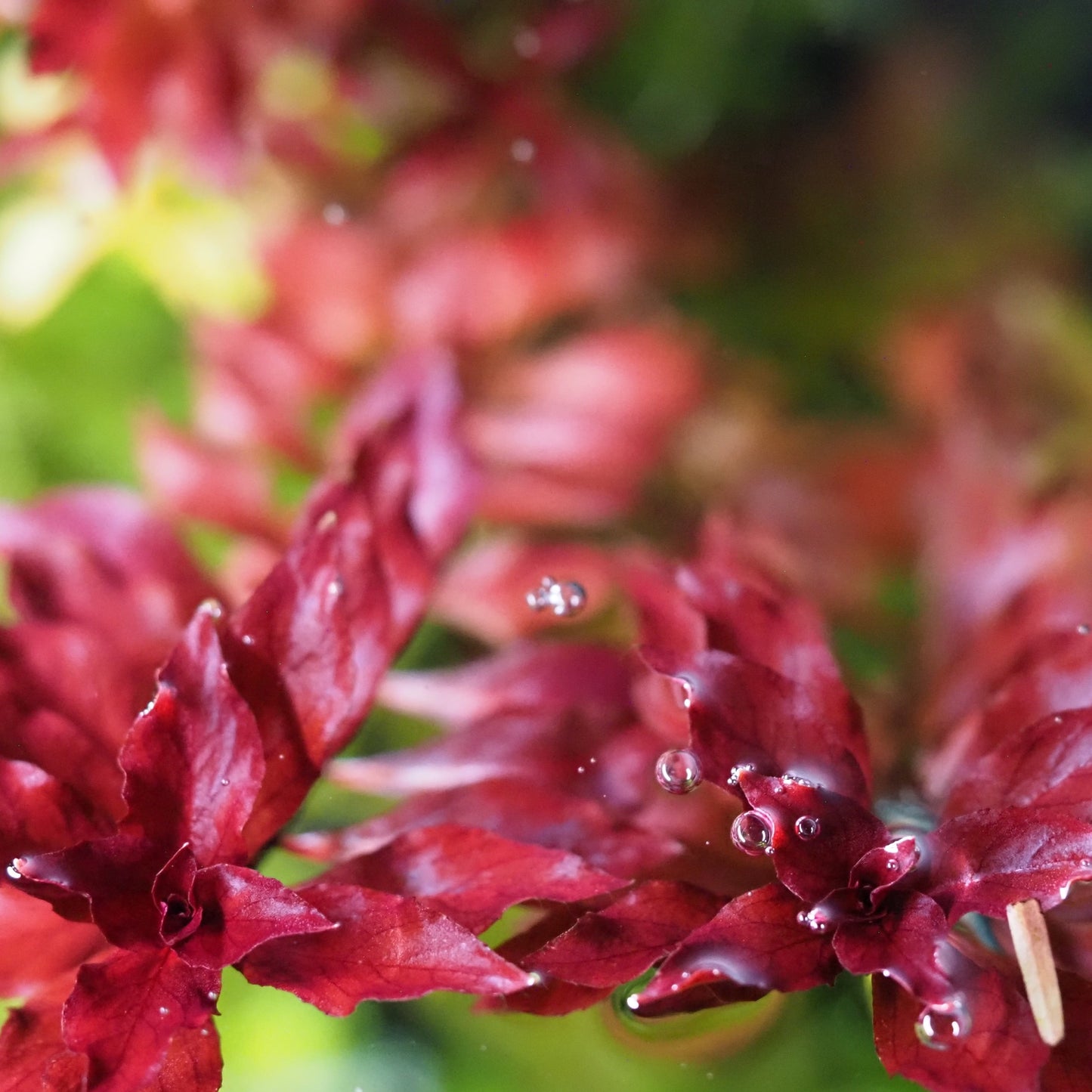 Super Red Ludwigia