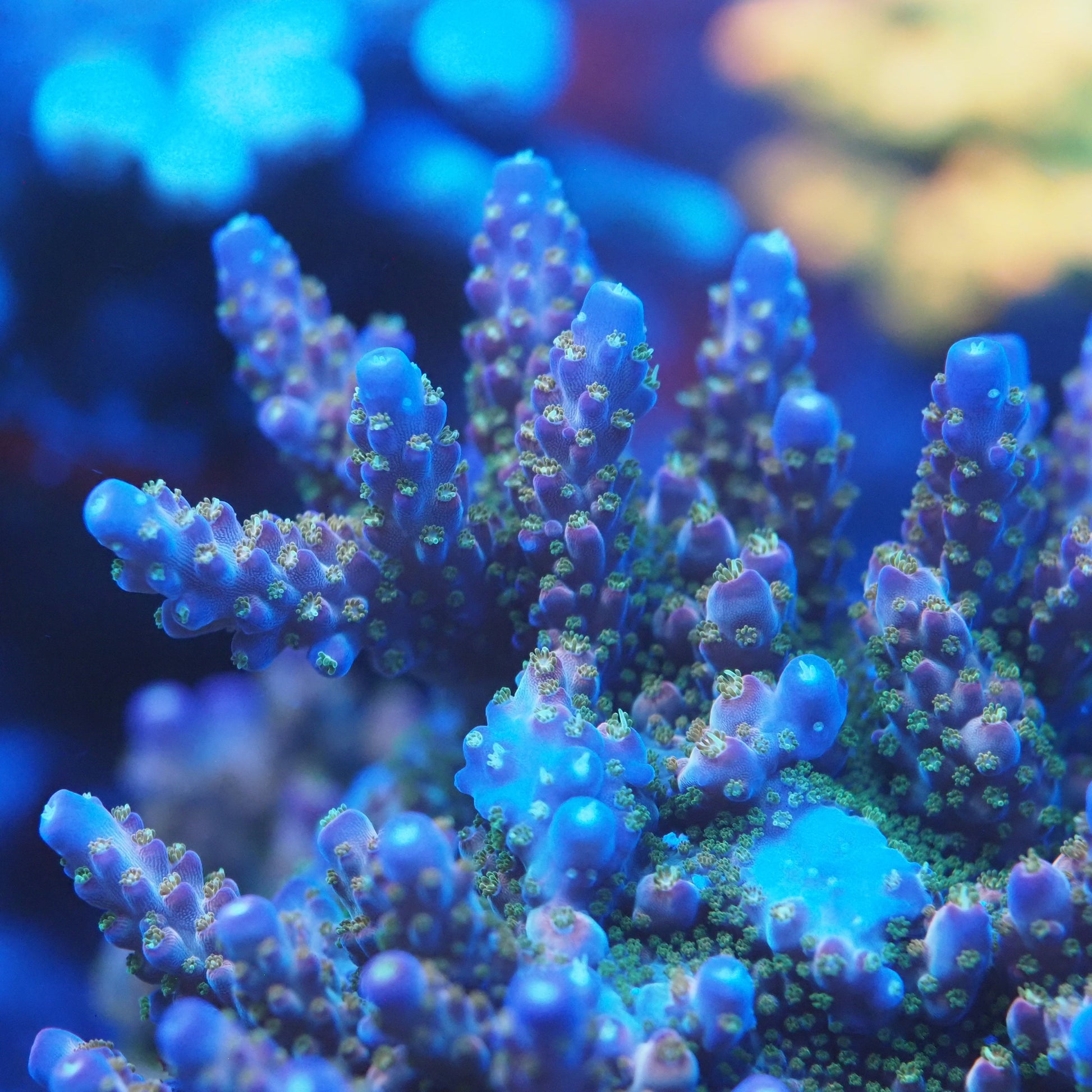 Close-up of coral with blue growth tips