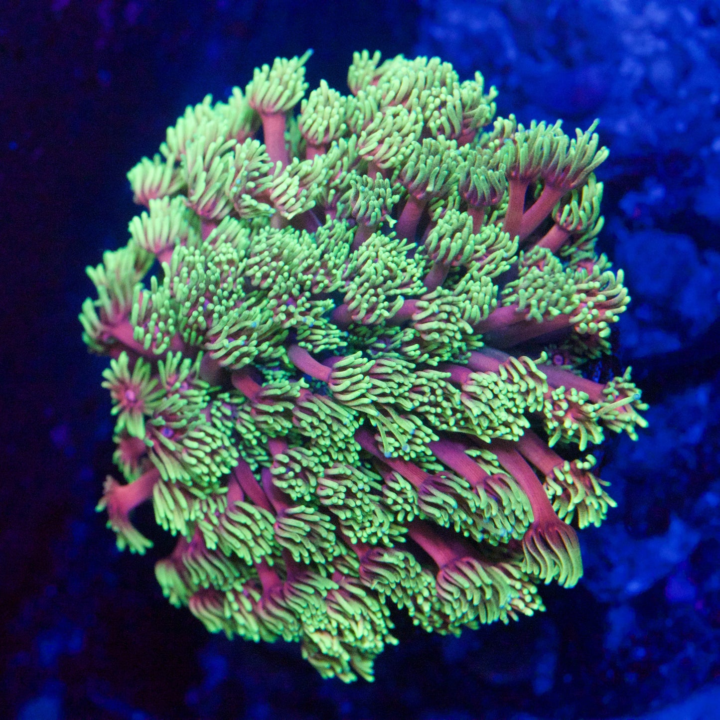 Beautiful pink goniopora coral
