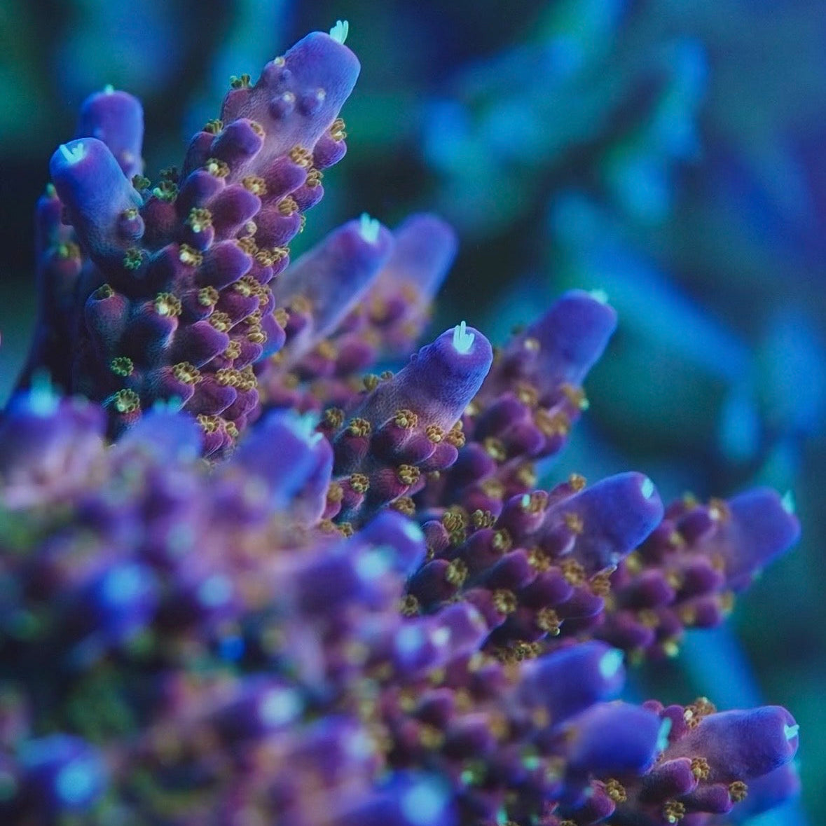 Close up of high end coral