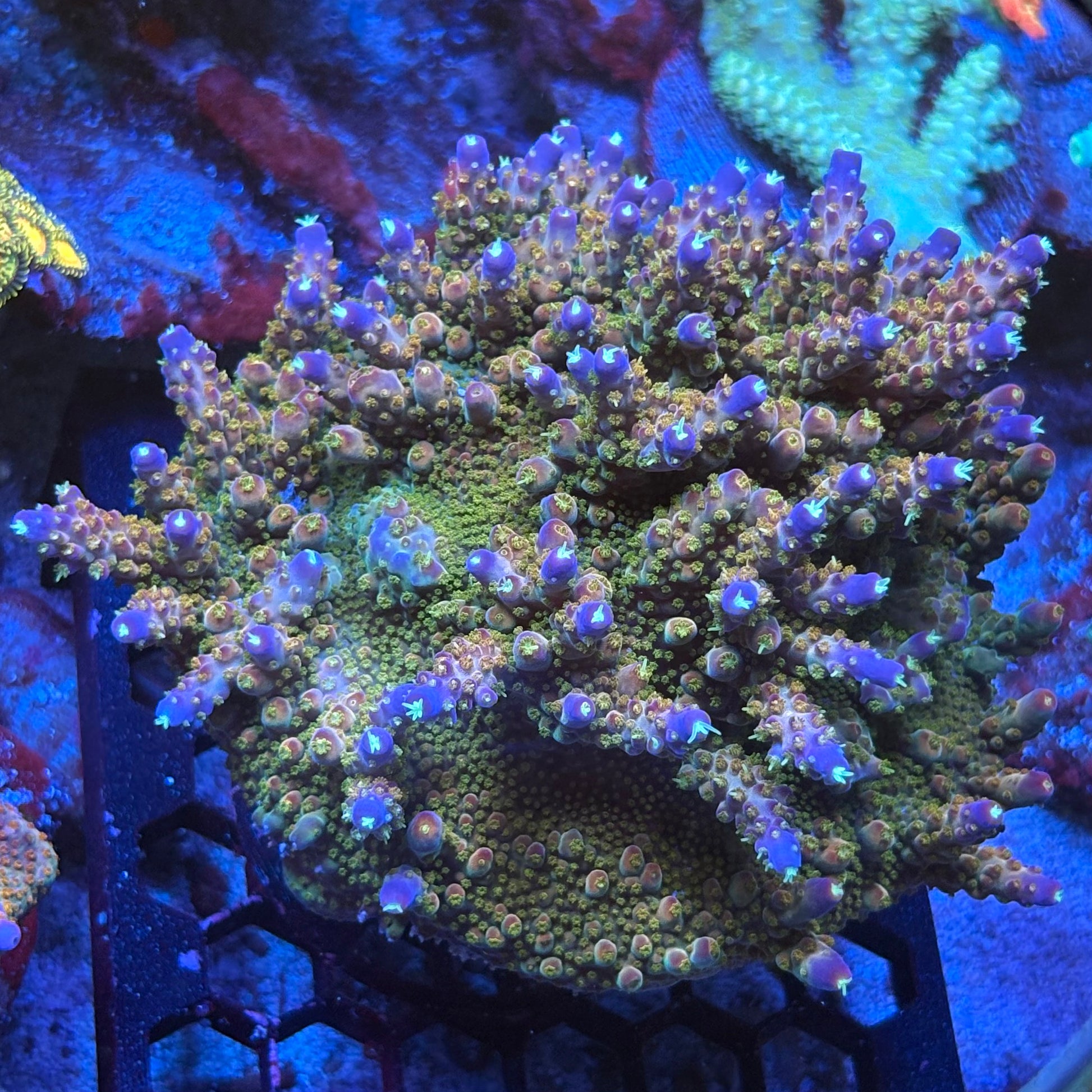 Beautiful Colony of POTO Afterburner Acropora