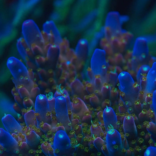 Close-up of vibrant blue and purple coral with a dark background