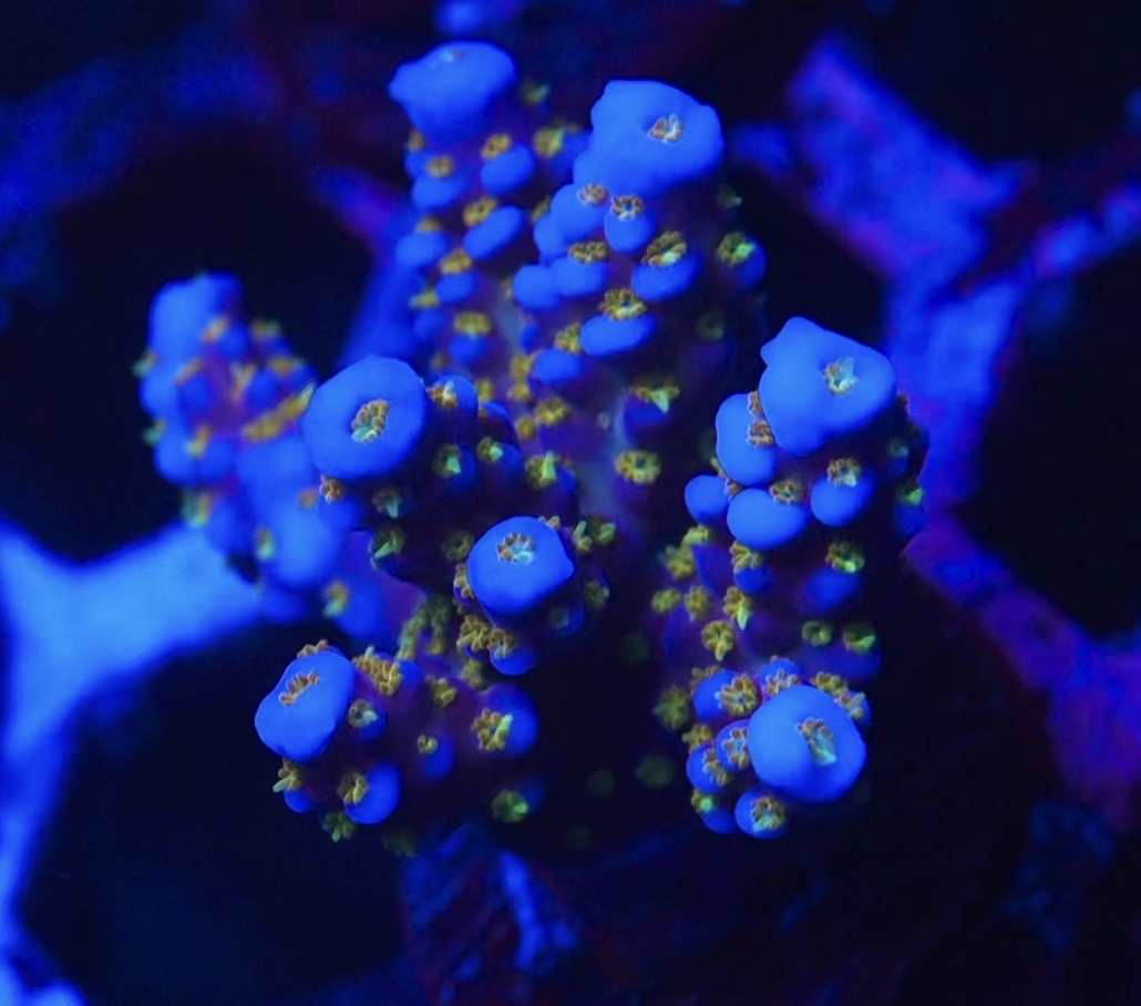 Close-up of a blue and yellow coral polyp under a blue light