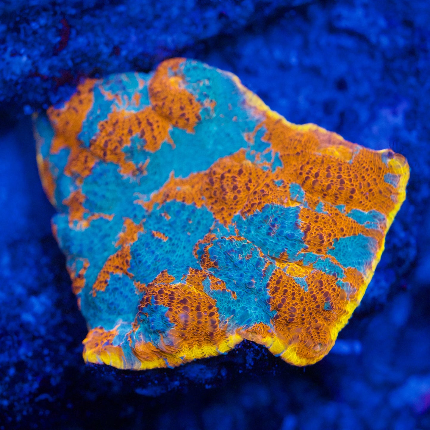 Premium Reef Maintenance