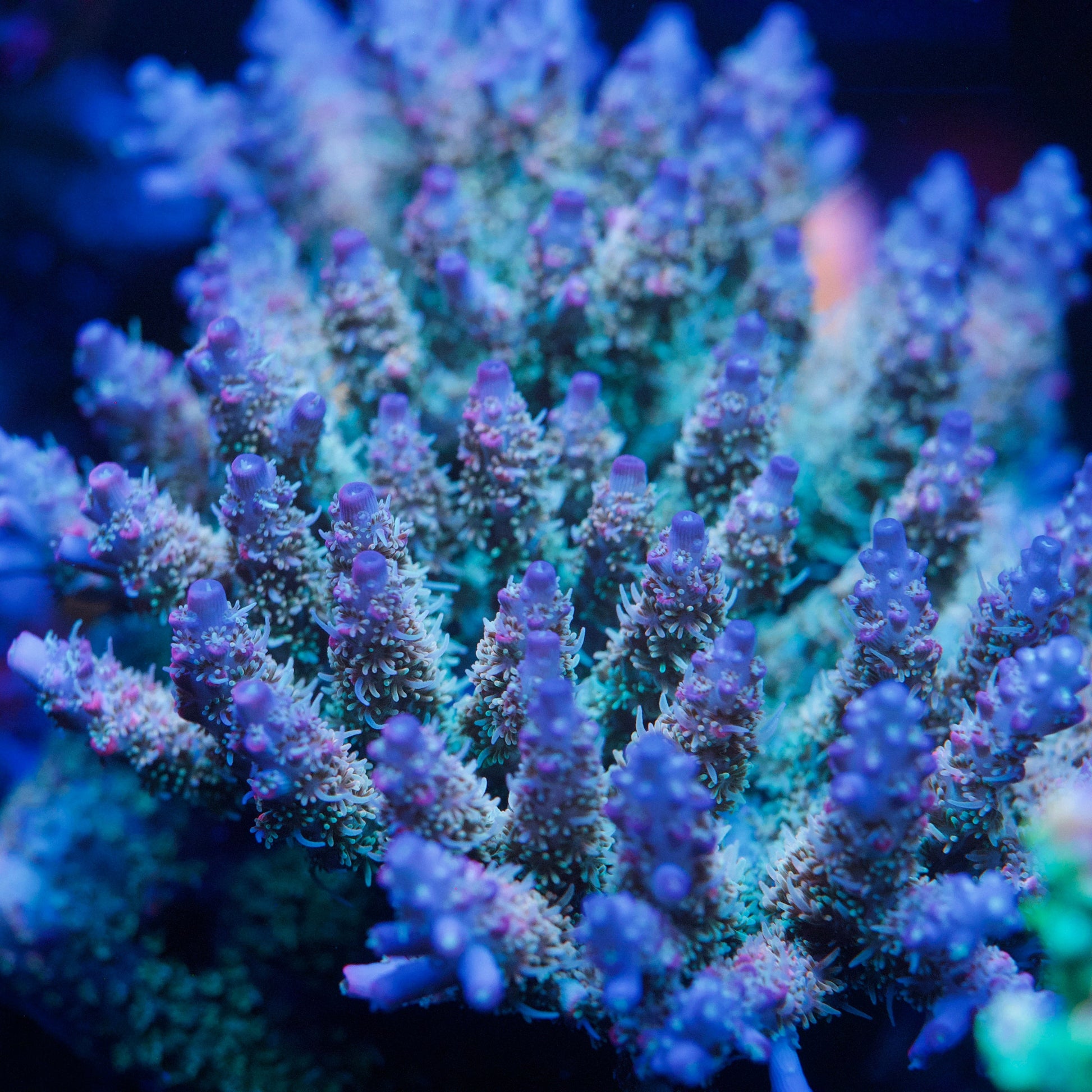 Colony photo of aquacultured acropora coral