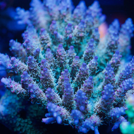 Colony photo of aquacultured acropora coral