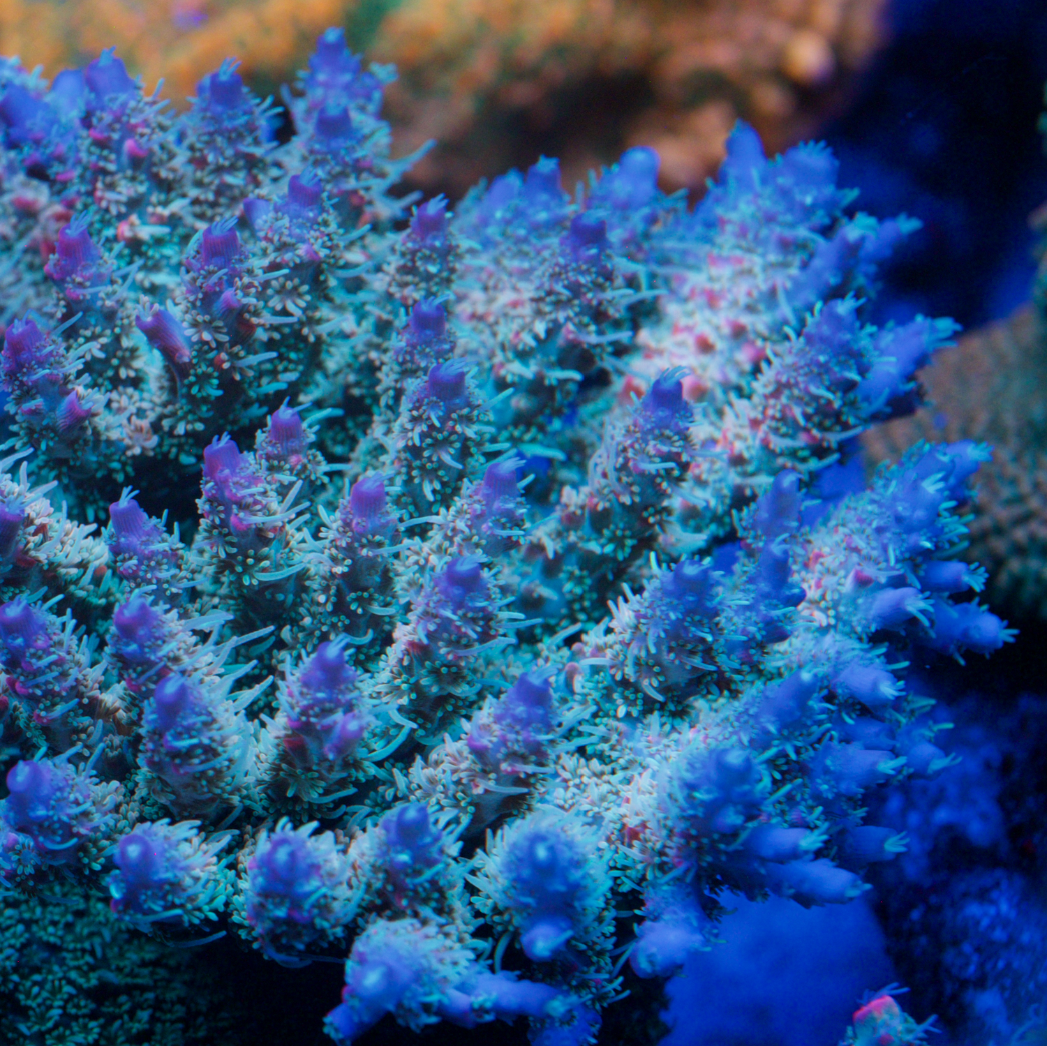Close-up of a vibrant coral with blue and purple hues.