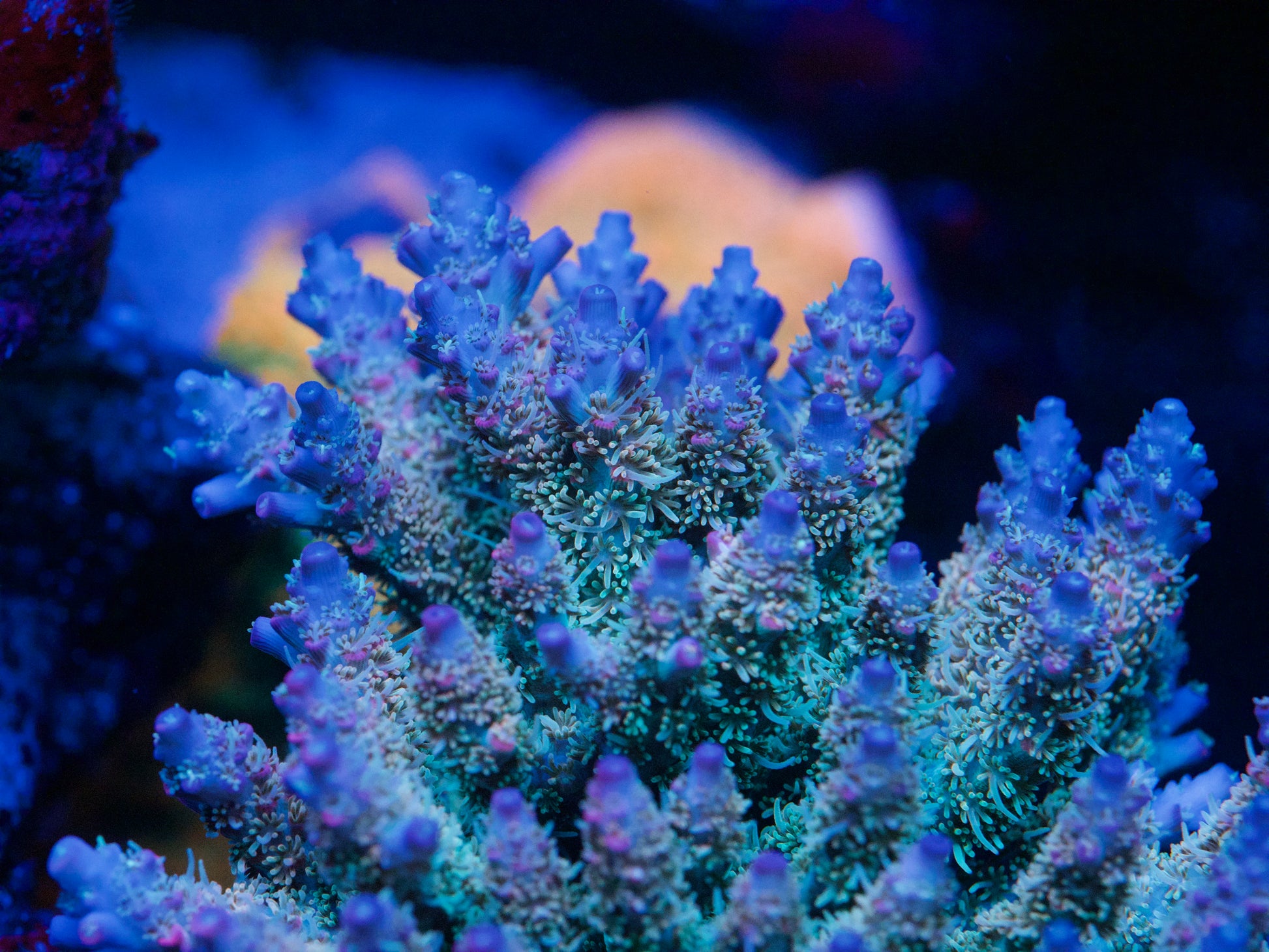 Close-up of vibrant coral with a blurred background