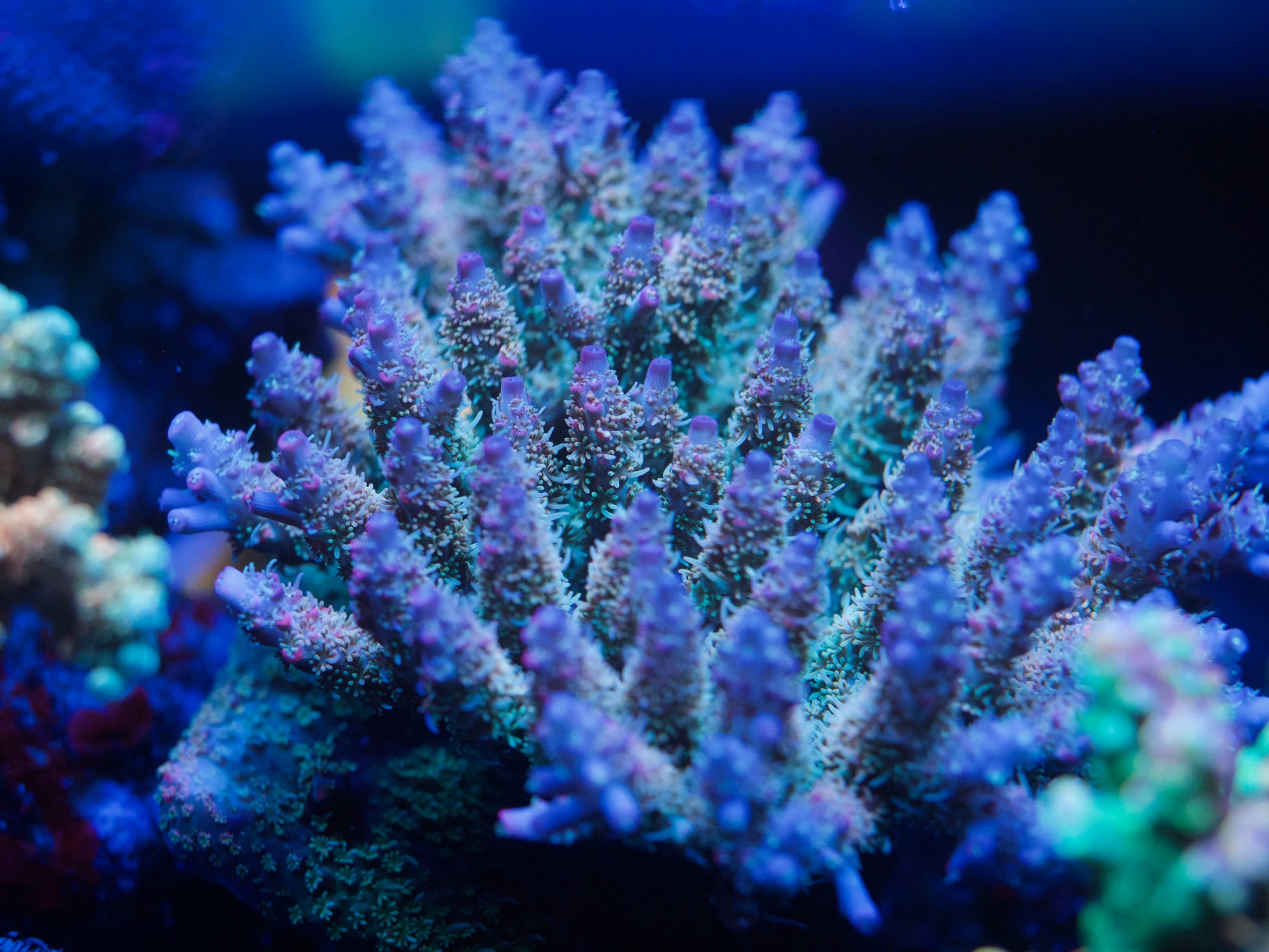 Close-up of colorful coral in an aquarium setting