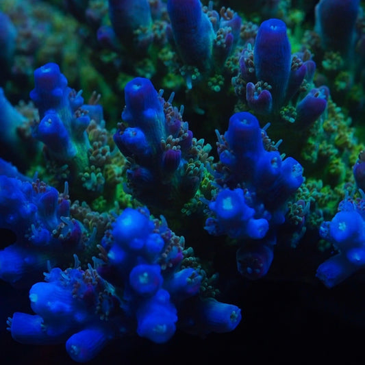 Close-up of vibrant blue coral with a dark background