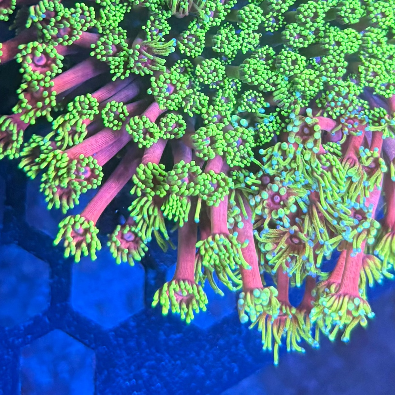 Pink goniopora coral