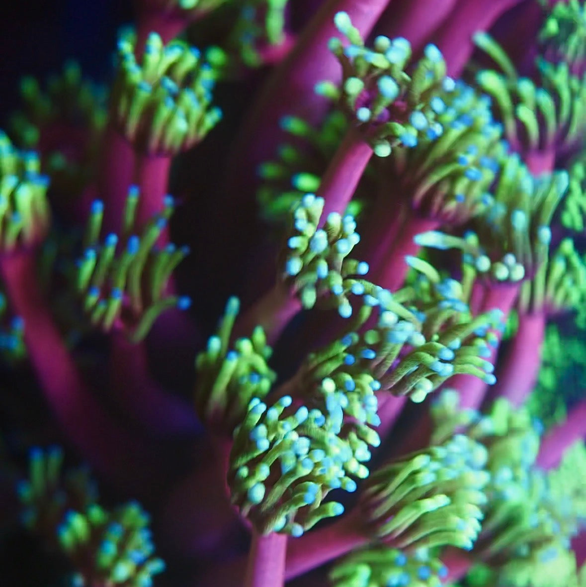 Close up of pink goniopora coral