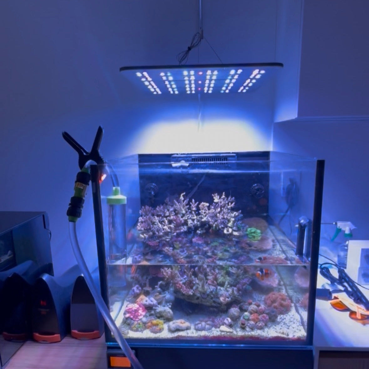 Aquarium with coral and lighting equipment 