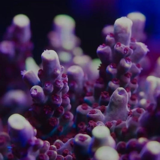 Close-up of purple acropora coral with a blurred background